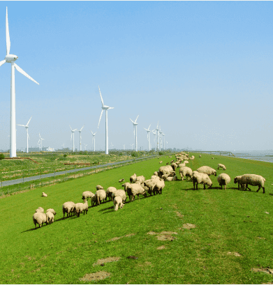 Weidende Schafe auf einer grünen Weide unter hohen Windturbinen, die nachhaltige Landwirtschaft und erneuerbare Energie zeigen.